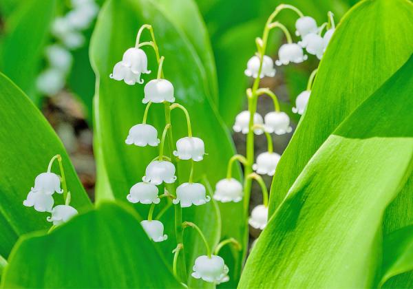 【福岡地区発着】仙酔峡ミヤマキリシマと波野スズラン公園とはな阿蘇美ローズガーデン1