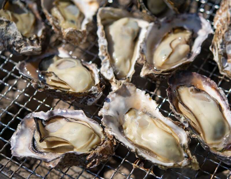 【山口県内発】 【山口東部読売会愛読者旅行】“焼きがき食べ放題”と世界遺産嚴島神社　日帰り1