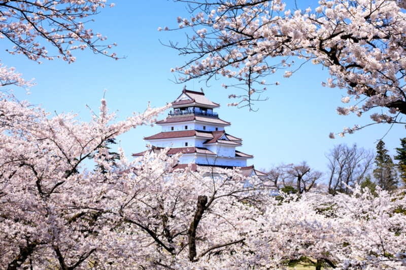 【青森県・新幹線駅発】 福島4つの桜名所めぐりとスパリゾートハワイアンズ　2日間1