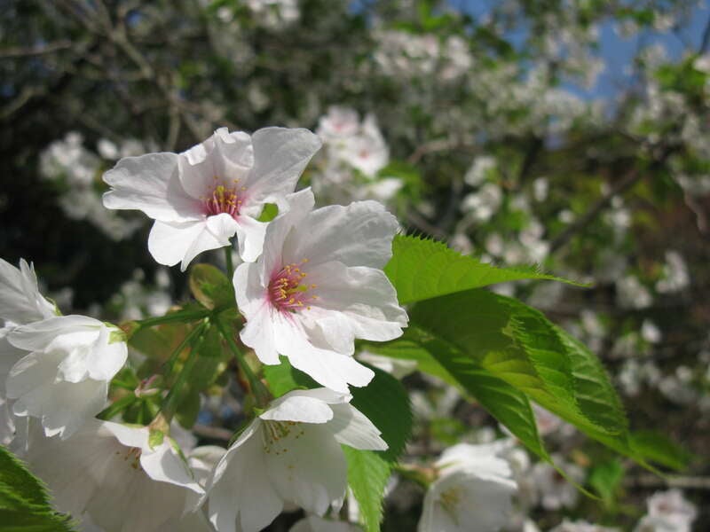 【光・下松・徳山発】高台に佇むポツンと隠れ家レストランで味わう創作料理と春の白野江＆地上31階で絶景カフェ時間　日帰り3