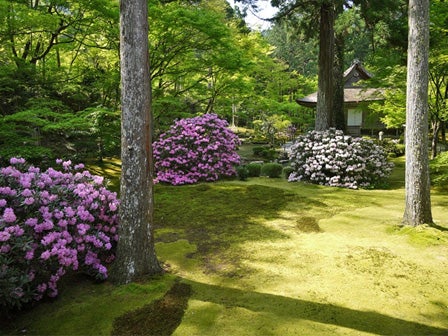 中部バス旅　京都大原三千院あじさい鑑賞＆上賀茂神社特別参拝！2
