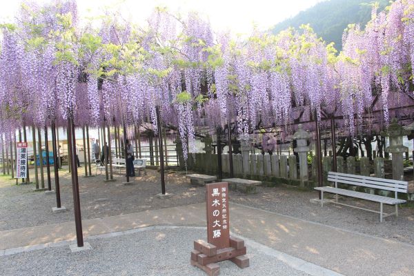 樹齢600年以上 黒木の大藤観賞と柳川川下り・うなぎのせいろ蒸し昼食　日帰りバスツアー🚌1