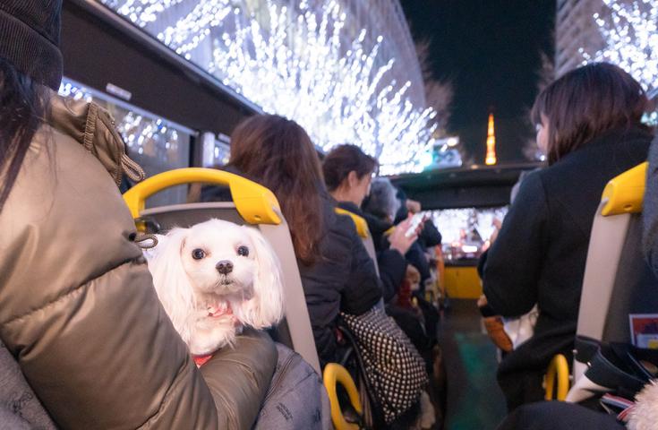 【愛犬同伴プラン】(12/20)クリスマス特別企画2025♪わんちゃんとオープントップで煌めくイルミネーション鑑賞のvipわんツアー！（バスのみプラン）2