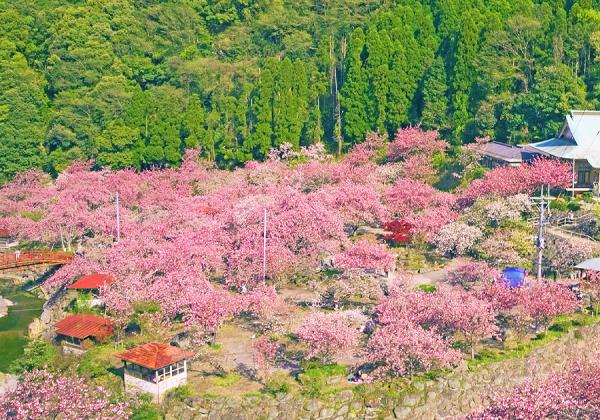 【北九州地区発着】一心寺ぼたん桜 雲海祭りと原尻の滝チューリップフェスタとホテル日航大分オアシスタワーの優雅なランチバイキング1