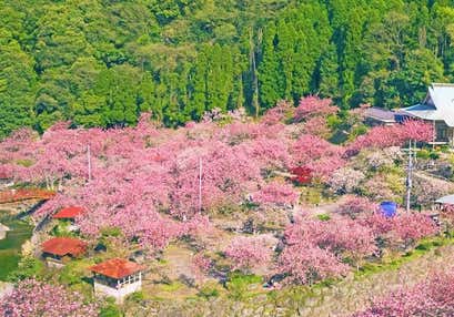 【北九州地区発着】一心寺ぼたん桜 雲海祭りと原尻の滝チューリップフェスタとホテル日航大分オアシスタワーの優雅なランチバイキング
