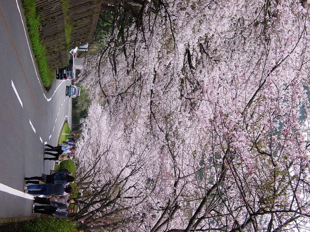 【福井メイン/南行ルート発】 関西屈指の桜の名所・海津大崎と春の絶景ハイライト！　日帰り2