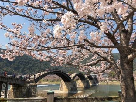 ◆名古屋駅発着◆【ジャンボマーチ／添乗員同行】◆新幹線で行く！安芸グランドホテルと玉造温泉ホテル玉泉に泊まる！春爛漫「安芸の宮島・錦帯橋・出雲大社・松江城」山陽山陰桜名所めぐり３日間【四季の花・風景】2