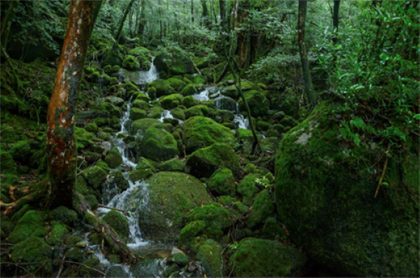 縄文杉トレッキング　屋久島３泊４日の旅2