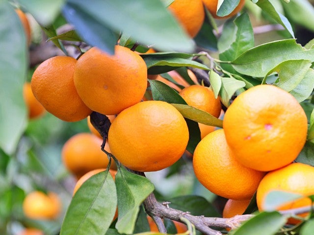 ■【静岡・神奈川】シーズン開幕♪６００万球超の光に包まれる！体験型イルミネーション『伊豆高原グランイルミ』＆みかん狩り食べ放題！鈴廣名物！金目鯛の炙り飯膳のご昼食2