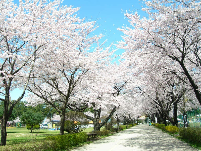 【群馬県内発】 前橋営業所＜あなたの街から、笑顔満開の旅へ＞！春の大感謝祭ミステリーツアー ～桜舞う観光地！いちご１箱お土産付！いちご狩り食べ放題！〇〇ブランド牛すき鍋食べ放題！～　日帰り1