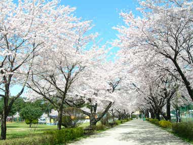 【群馬県内発】 前橋営業所＜あなたの街から、笑顔満開の旅へ＞！春の大感謝祭ミステリーツアー ～桜舞う観光地！いちご１箱お土産付！いちご狩り食べ放題！〇〇ブランド牛すき鍋食べ放題！～　日帰り