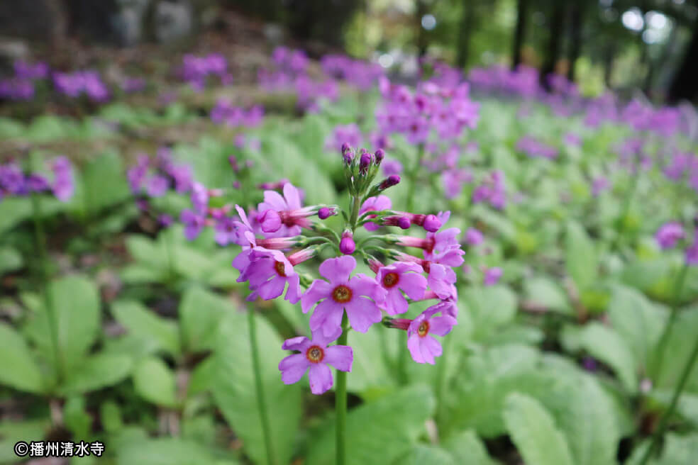 ＜兵庫＞播磨中央公園2500株のバラと加東市の天然記念物「クリンソウ」が可憐に咲く花の寺 播州清水寺【明石・西神中央・緑が丘出発】2
