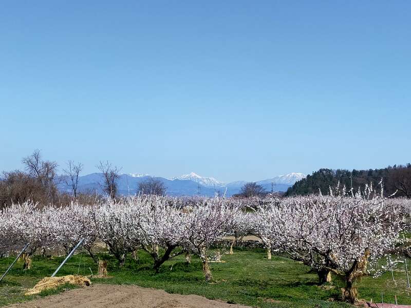 【大宮駅発】 一目十万本のあんずの里『第71回あんずまつり』と真田氏ゆかりの地上田散策　日帰り1