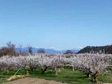 【大宮駅発】 一目十万本のあんずの里『第71回あんずまつり』と真田氏ゆかりの地上田散策　日帰り