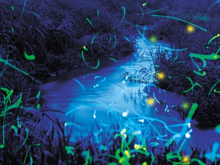 中部バス旅　マネの池・モネの池のあじさいとゲンジホタル鑑賞！3