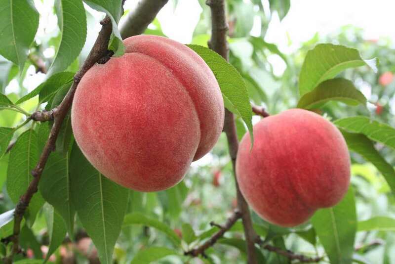 【富山県内発】 信州もも尽くしと野尻湖遊覧船1