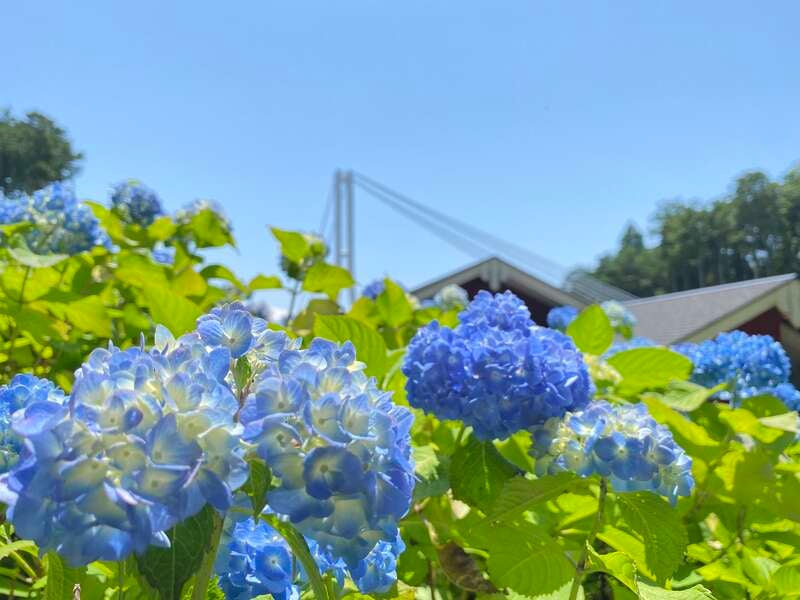 【群馬県内発】 絶景☆三島スカイウォーク13000株のあじさい・いざ漁師飯！沼津港グルメ食べ歩き！1500円の食べ歩きクーポン付！1