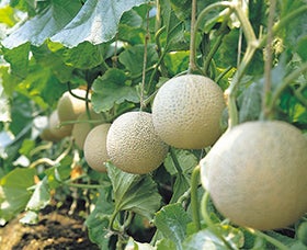 明石　加古川　発
№2825 丹後会席と砂丘メロン食べ放題1