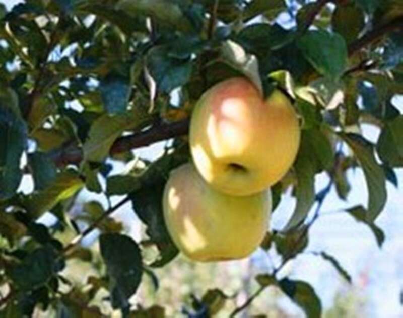 【栃木県内発】 希少品種の蜜入りりんご「ぐんま名月」狩り食べ放題＆お土産付！色とりどり約２万株のあかぼり小菊の里　日帰り1