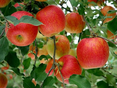 🔥催行確定！11/22🔥【新宿・西船橋発】「5,000円台～ぶっとび格安！」秋の味覚 りんごの名産地沼田で「りんご狩り食べ放題🍎」×紅葉の名所「吹割の滝🍁」×「伊香保温泉石段街」自由散策♨×「まいたけセンター工場見学🍄」 秋の群馬旅♪