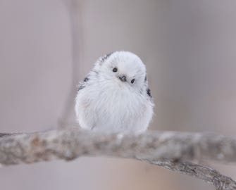 （2名1室）シマエナガファン必見！「雪の妖精」に会いに、冬の北海道へ