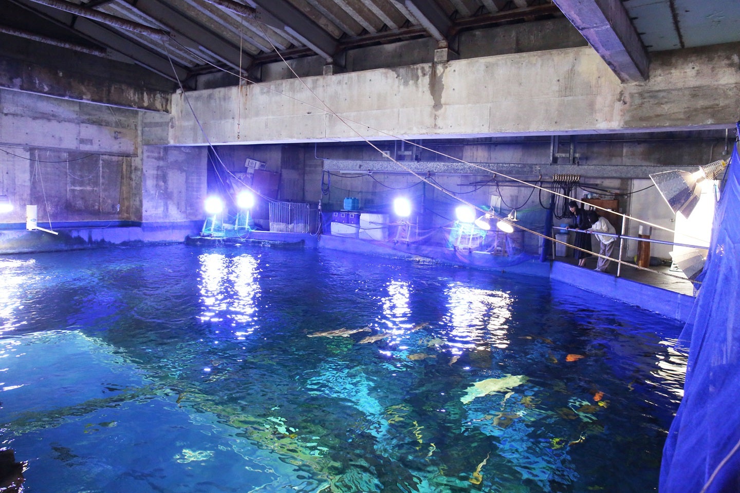 【近鉄（大阪上本町駅～大和八木駅）発】 近鉄団体専用列車「楽」を特別貸切！鳥羽水族館のバックヤード見学「うら側探検隊」付！鳥羽フリータイム・伊勢名物ランチ　日帰り3