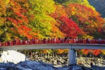 ★１１月１９日～１２月６日出発【名古屋駅発】＊日帰り昼食付＊『香嵐渓紅葉と小原の四季桜の競演　KORANKEI　2026』