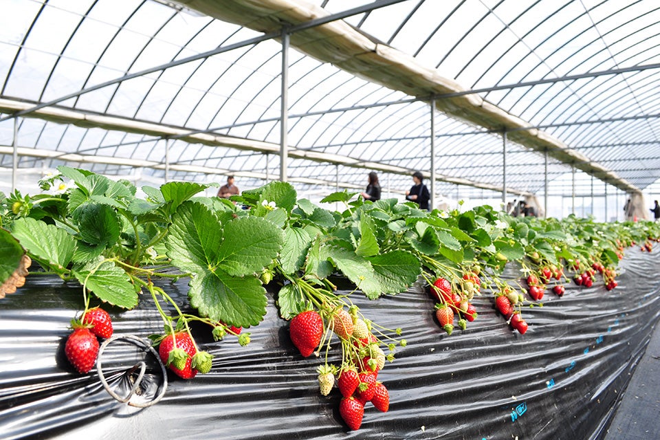 【勝田台発】4月恒例企画！大多喜たけのこ狩りといちご狩り＆芝桜観賞＜コースNo.26-1003-D＞（京成トラベル）2