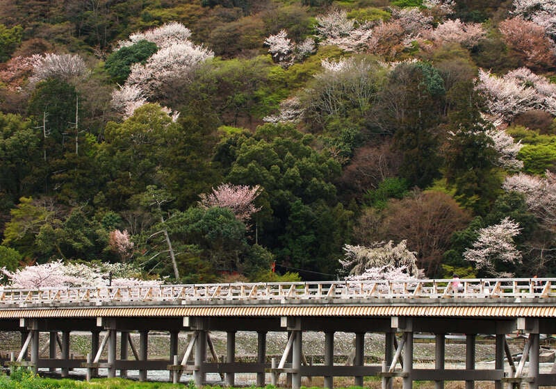 【広島駅・福山駅・岡山駅発】 春の竹田城跡、姫路城公園と日本三景・天橋立　桜舞う京都　春の味覚グルメバイキングまんぷく　２日間3