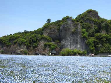 【柳川・みやま・羽犬塚・西鉄久留米発】 かつてココには鉄道が通っていた!春の耶馬渓手ぶらdeネモフィラウォーク 日帰り