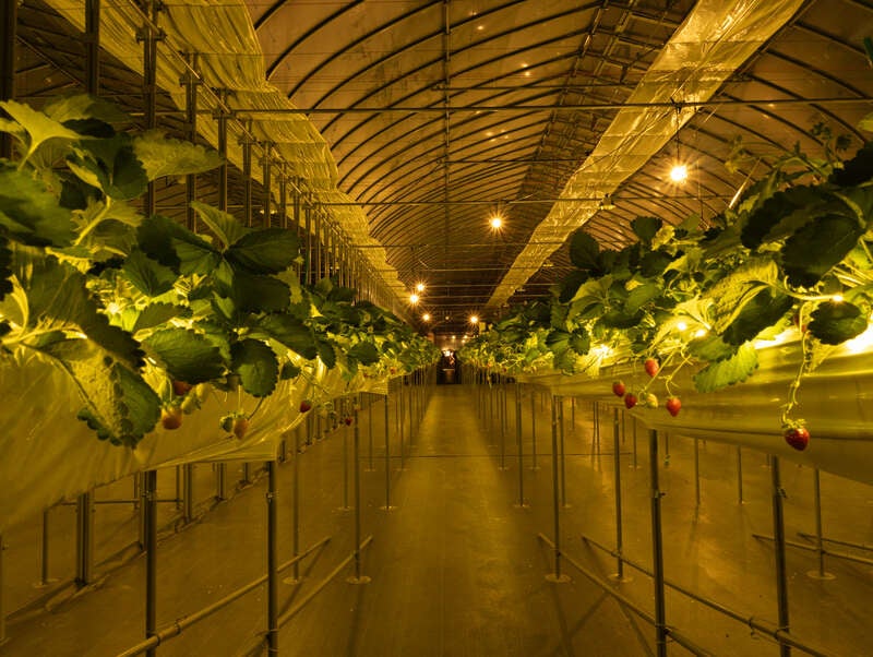 【横浜駅発】 ＜WEB限定特別企画＞☆.。.:*キラキラ　星空いちご園で「ナイトいちご狩り」☆.。.:* 成田山新勝寺へ年末詣（もうで）　日帰り3