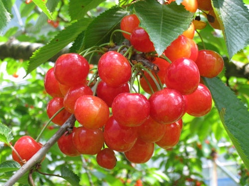 【名古屋発】山梨さくらんぼ狩り食べ放題＆予約困難！信玄餅詰め放題＆絶景！富士山五合目＆山梨名物！ほうとう鍋1