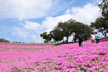 外資系オールインクルーシブホテルにご宿泊！桃色絶景ミステリー（2日間）