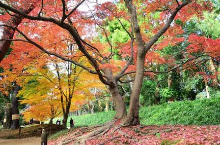 【愛媛県内発】 本ズワイガニ食べ放題＆飲み放題　晩秋の岡山後楽園と深山イギリス庭園　日帰り