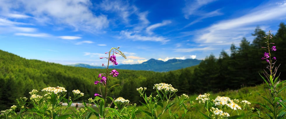 花の宝庫 入笠山ハイキング1
