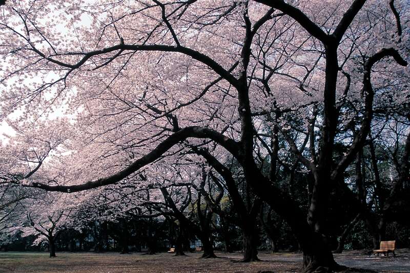 【佐賀空港発】 隅田川お花見屋形船と東京・横浜桜8景めぐり３日間3