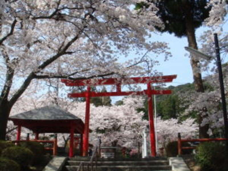 【JR広島駅発】萩八景お花見遊覧と山口３つの桜めぐり　日帰り3