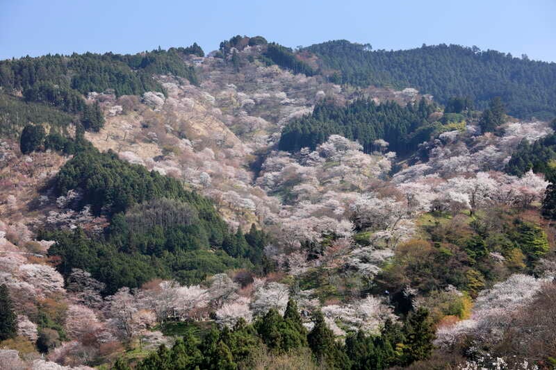 【大阪市内ルート発】 空から見る絶景！　一目千本　吉野の桜と馬見丘陵公園　日帰り3