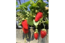 【一宮・津島発】＊日帰り昼食なし＊『お伊勢参りといちご狩り』1