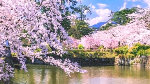 ＜Web割対象商品＞【キングツアーバス旅】春めく箱根の花めぐり！日本さくら名所100選の小田原城址公園の桜と純白の水芭蕉　飲み放題付きホテルランチビュッフェ〔府中・聖蹟桜ヶ丘・多摩センター発〕1