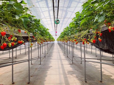 中部発　日帰り　蟹・牛・いちご　３種の赤で新年祝い！いちご一会　お多度さんご参拝！2