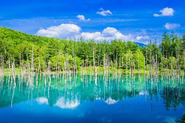 札幌市内発★全日催行決定★ グリーンシーズン到来♪旭山動物園、青い池、ファーム富田人気スポットを巡る♪旭川・富良野・美瑛欲張りプラン3