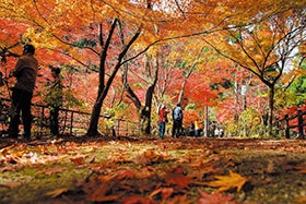 現地ガイドと巡る 名勝 奥津渓プレミアムウォーク1