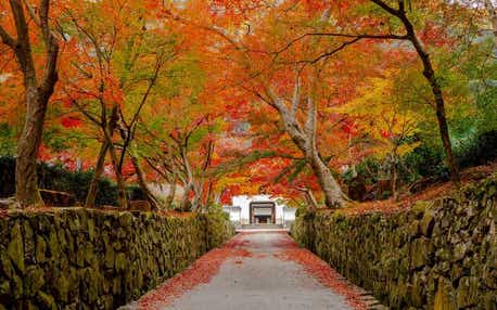 【大阪府内発】 宇治の秋彩三景～世界遺産 平等院・興聖寺・萬福寺～　日帰り