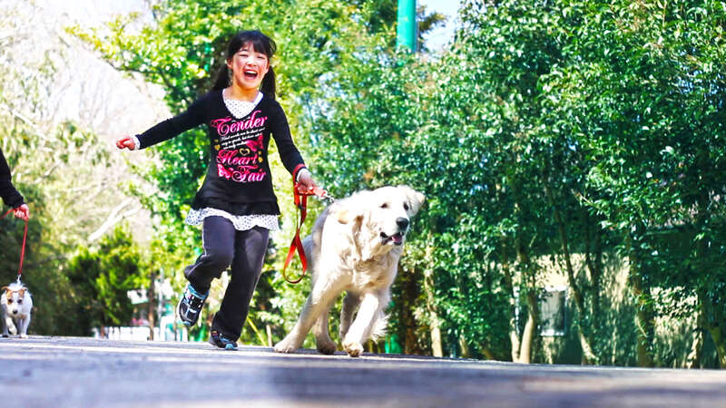 【東京駅・品川駅・新横浜駅発】 《KoDoMoわんぱクラブ》ワンちゃん大好きな子集まれ～！！ペットナース＆ペットシッター＆ドッグトリマーお仕事体験ツアー２日間＜Web限定申込＞2