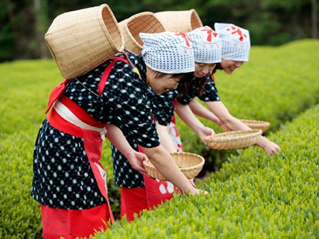 ■【静岡】香り立つ緑の楽園♪秋の茶摘み体験＆旬のみかん狩り食べ放題！昼食はうなぎ釜めし御膳＆伊豆わさびミュージアムでお買い物！1