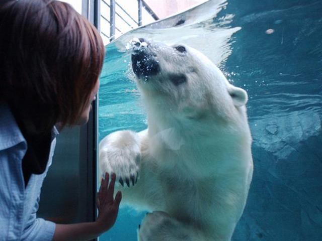 ■【新千歳空港利用】旅程2日目：トマム発着⇒旭山動物園・旭川1DAY号付！トマム ザ・タワー by 星野リゾート指定4泊5日（朝食付）1
