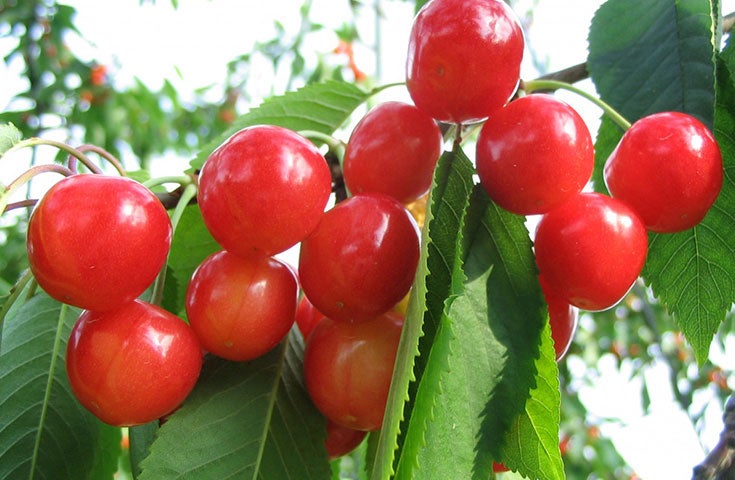 全日程催行決定★＜コレやってみたかった!＞[横浜発]貴重なさくらんぼ狩り食べ放題＆桔梗信玄餅詰め放題体験♪チーズフォンデ等ランチバイキングや本場山梨のワイナリーで見学＆試飲体験、富士山パノラマロープウェイ乗車体験等、日帰りバスツアー！1