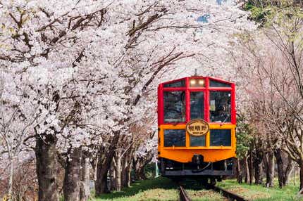 【秋田空港発】 【ワンランク上の旅】【大型バス30名様限定】~京都東急ホテル3連泊・ゆったり巡る春の京都~桜12景・嵯峨野トロッコ列車~(4日間)