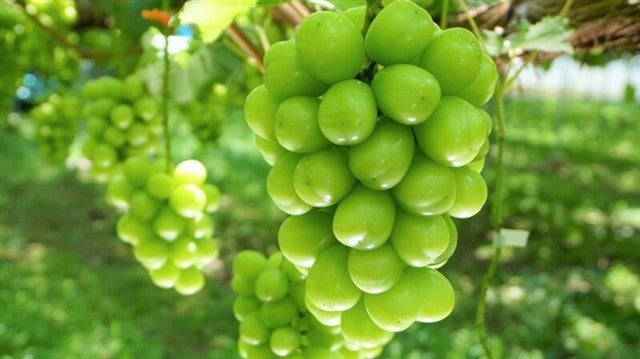 ■岐阜名古屋発９/６もぎたてフレッシュシャインマスカット狩り40分食べ放題と風は秋色日本のプロヴァンス山梨のレストラン併設ワイナリーシャトー勝沼のフレンチコース付ワイナリー巡りへ行く日帰りバスツアー2